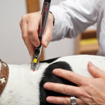 Laserakupunktur Hund